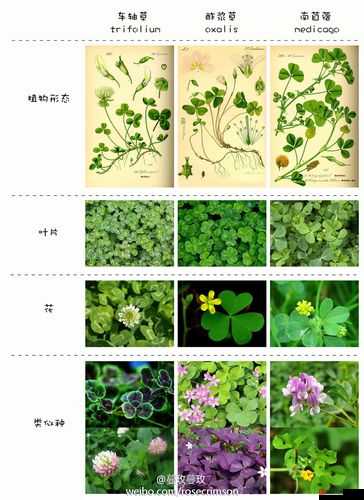 探索三叶草 gw2419 的奥秘：从植物学角度解析其独特之处